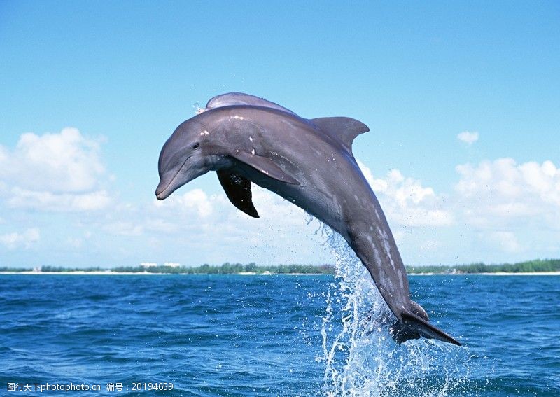 鲸鱼鲨鱼海豚0059