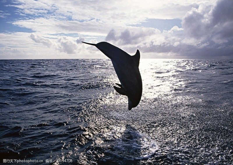 鲸鱼鲨鱼海豚0062