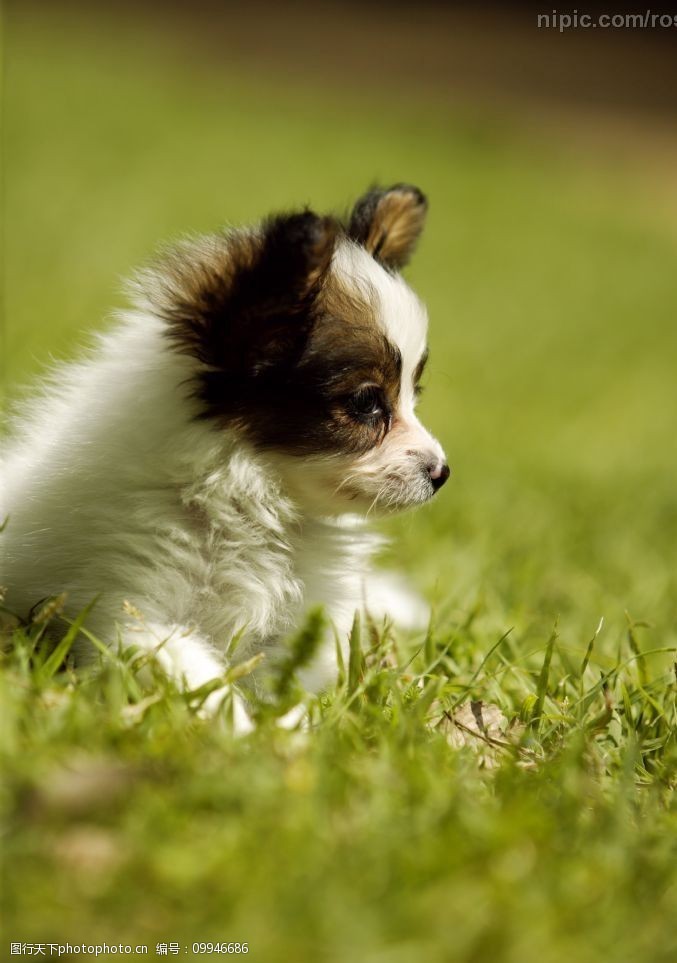 关键词:吉娃娃 犬类 宠物狗 动物 狗的图片 草地 名犬 生物世界 家禽