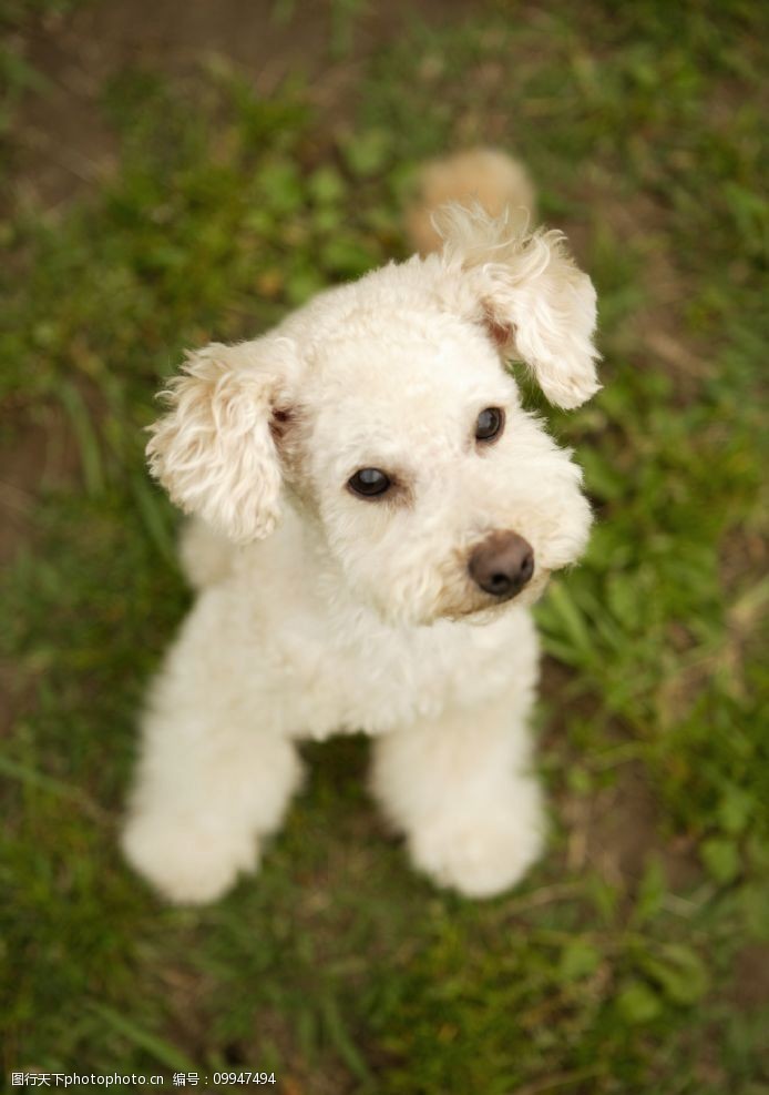 关键词:绿草地上的卷毛小狗 犬类 宠物狗 动物 白毛小狗 生物世界