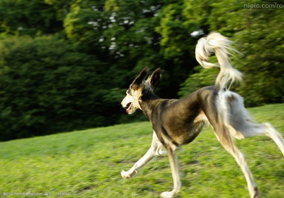 关键词:在绿草地上奔跑的黑色牧羊犬 犬类 宠物狗 动物 狗的图片 生物