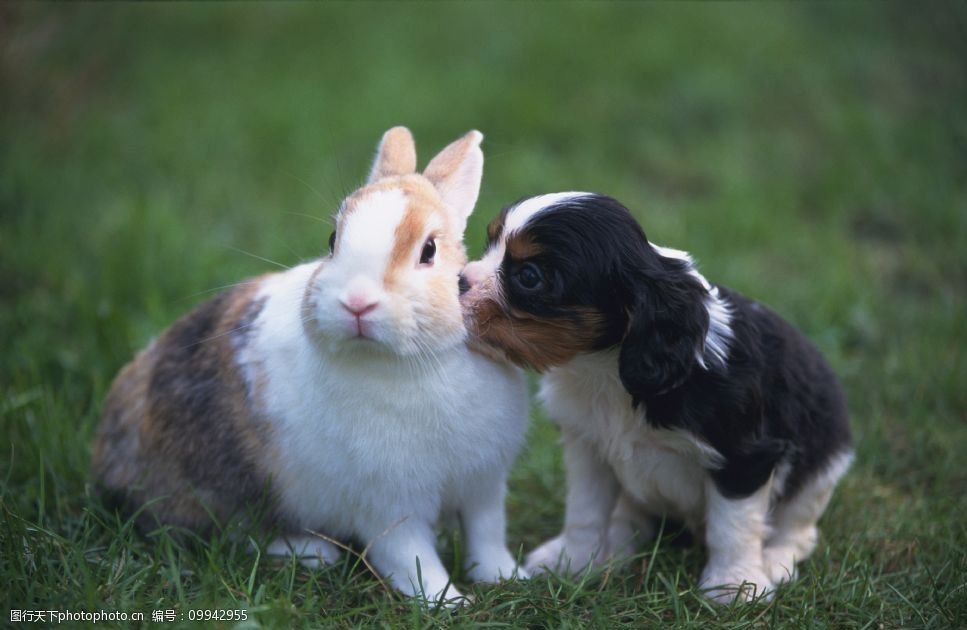 狗和兔子图片