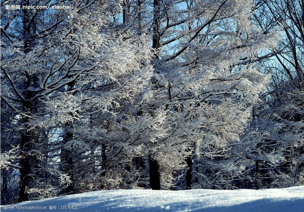 树林雪景图片