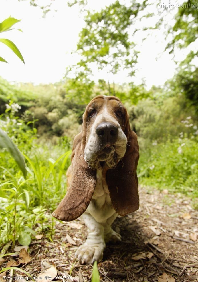 关键词:哈巴狗 犬类 宠物狗 动物 小狗的图片 生物世界 家禽家畜 狗的