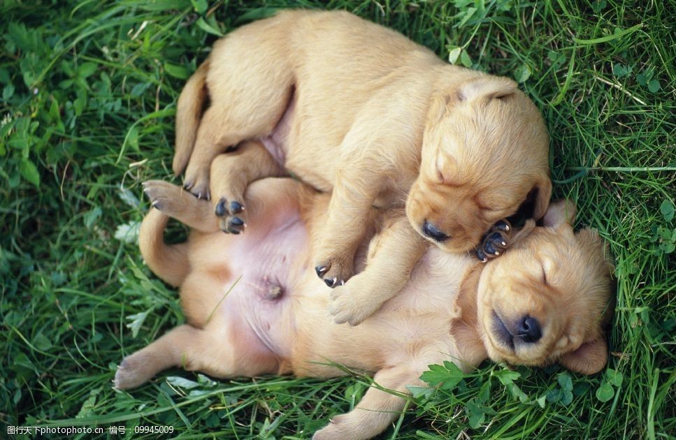 在草地上熟睡的小狗图片