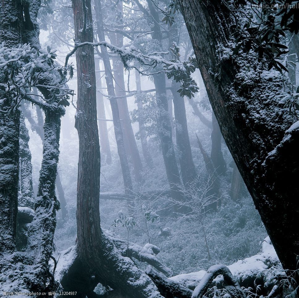 下雪的树林图片