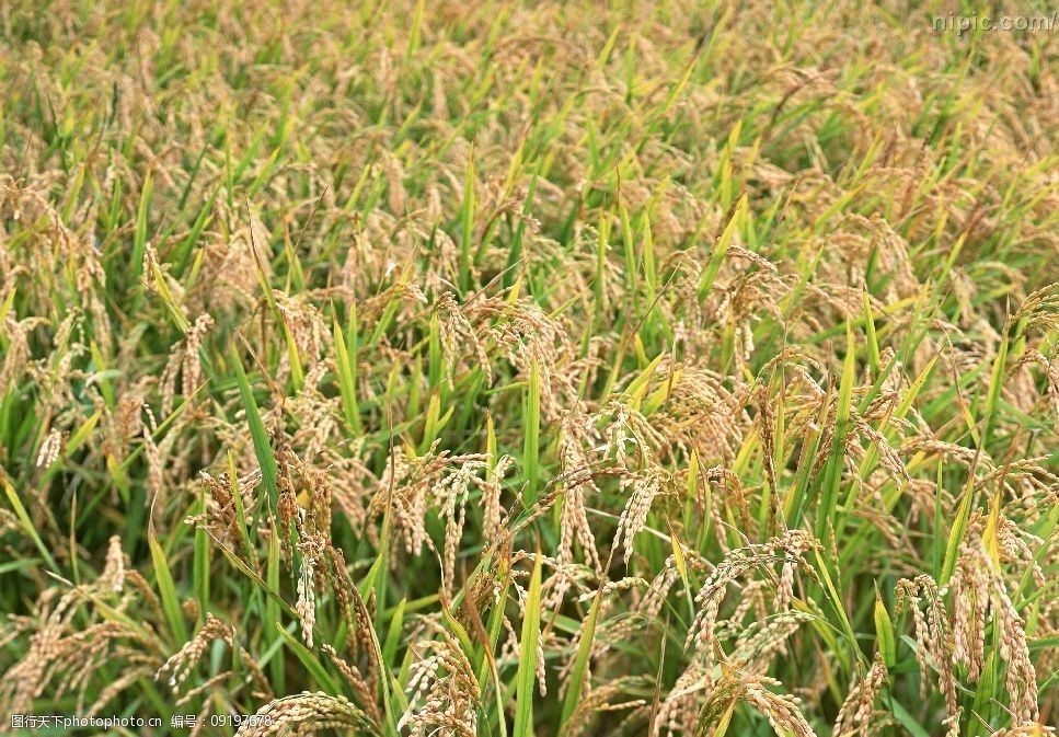 水稻蜡熟期图片图片