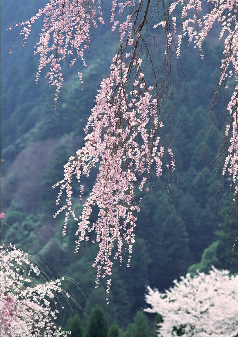 關鍵詞:櫻花的圖片 櫻花 日本櫻花 櫻花樹 櫻花圖片 生物世界 花草