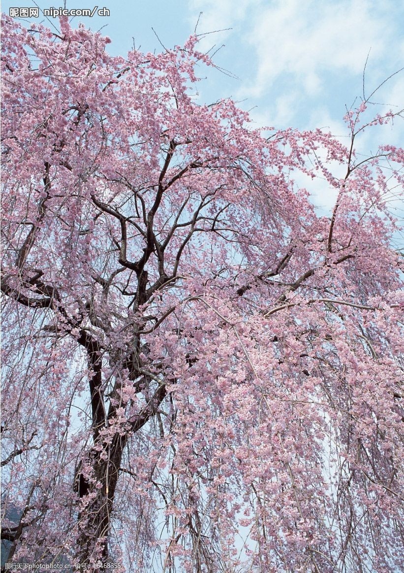 關鍵詞:櫻花的圖片 櫻花 日本櫻花 櫻花樹 櫻花圖片 生物世界 花草