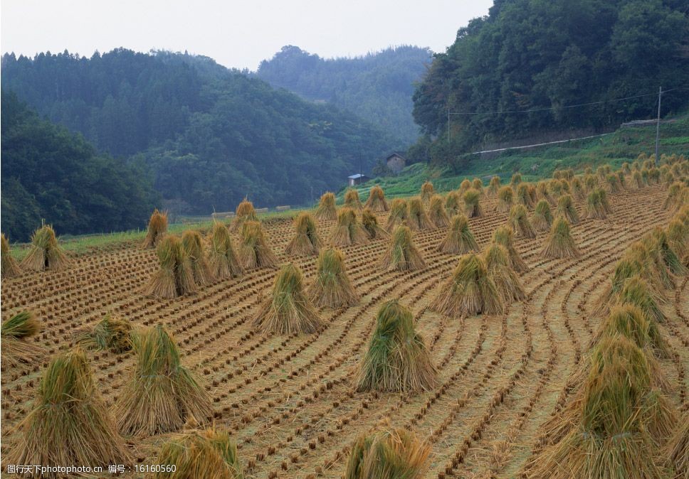 关键词:秋收后的田园 稻杆 田园 稻田 水稻 自然景观 山水风景 四季