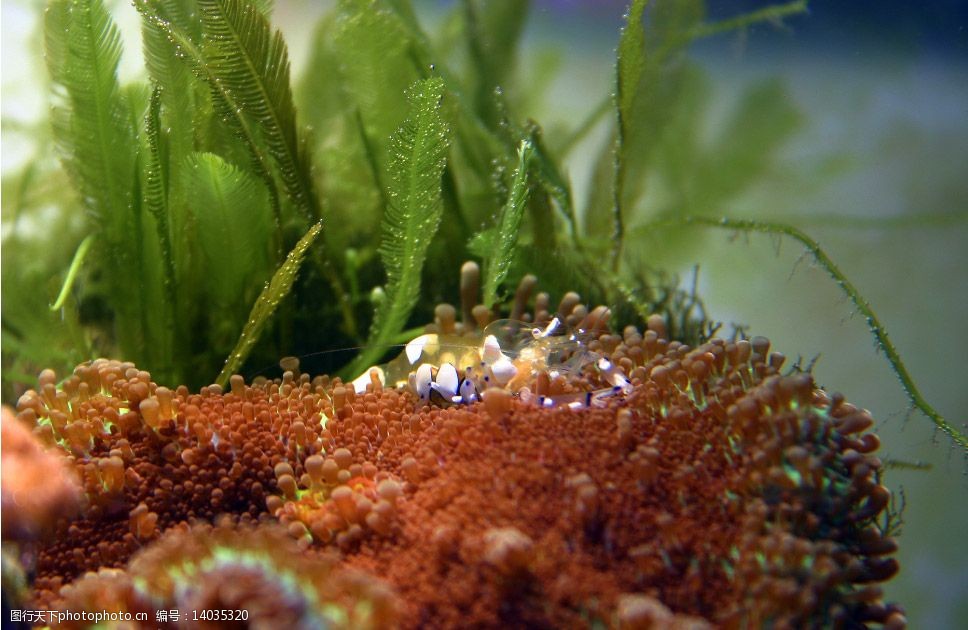 透明虾子(海葵虾)图片